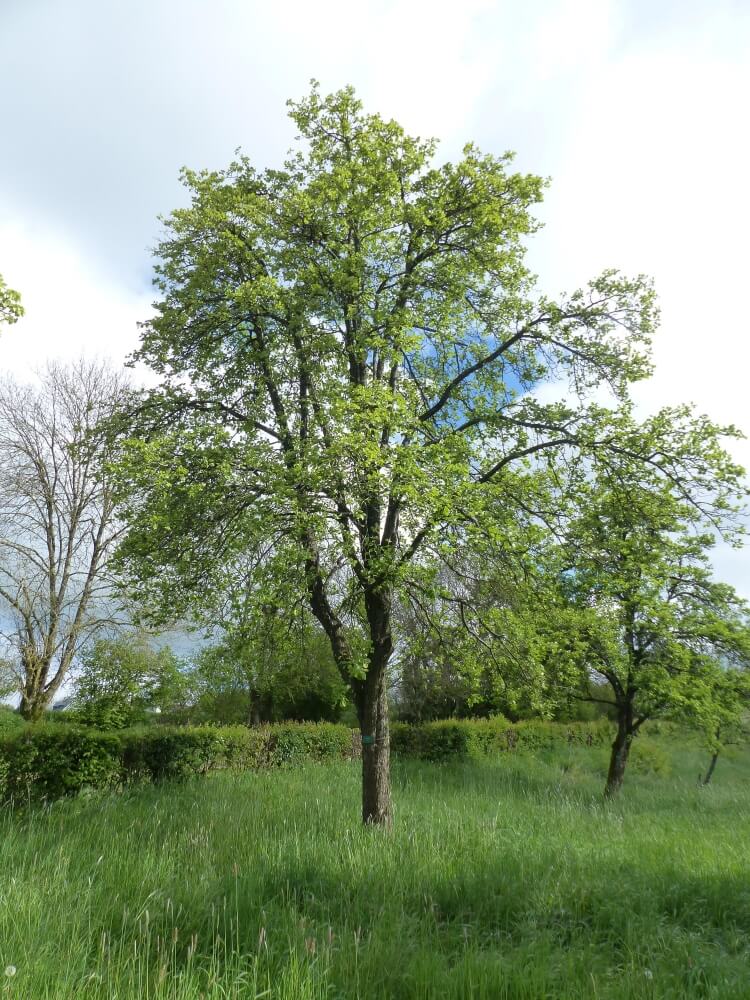 userfiles/produit/5690/arbre_var_254_long bois (poire).jpg